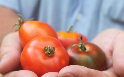 Tomato Varieties For Aussie Growers